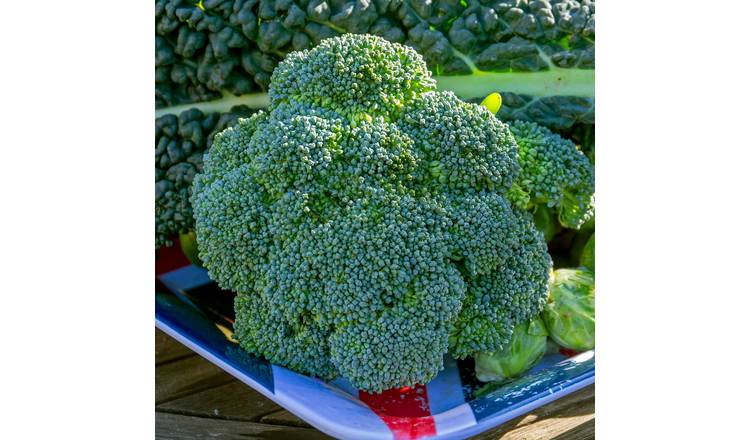 Marshalls Garden Calabrese 'Marathon' F1 Seeds - RHS AGM, High-Yield - 30 Seeds