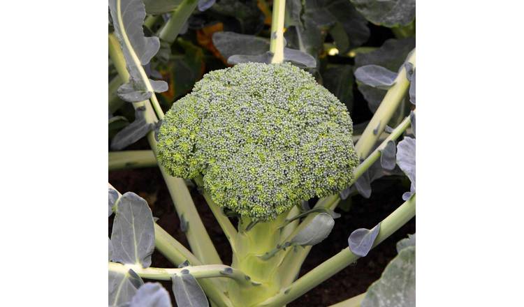 Marshalls Garden Broccoli Seeds Besty - Fast-Growing Veg Seed Pack - 35 Seeds