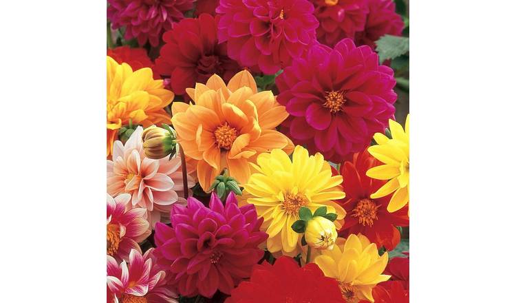 Unwins Dahlia Seeds 'Unwins Dwarf Hybrids' - 75 Seeds