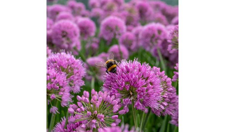 Marshalls Garden Allium Millennium, Purple Globe Flowers - 2 Litre Plant