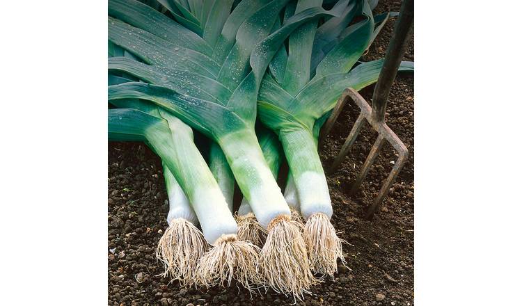 Marshalls Garden Leek Seeds Musselburgh - 700 Seeds
