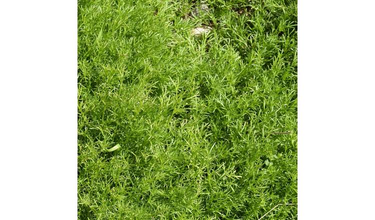 Marshalls Garden Treneague Chamomile Lawn Plants 3 Pack - 9cm