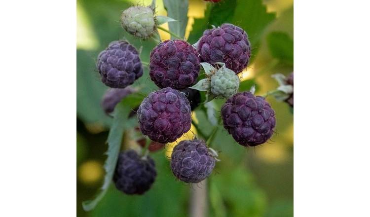 Marshalls Garden Thornless Raspberry 'Glen Coe' (Floricane) - 2 Litre Plant