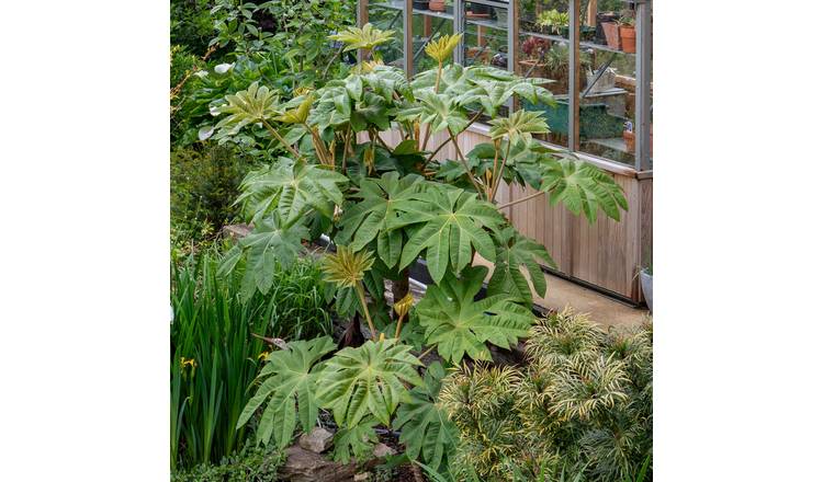 Marshalls Garden Fatsia Japonica - Hardy Evergreen Shrub - 3 Litre Plant
