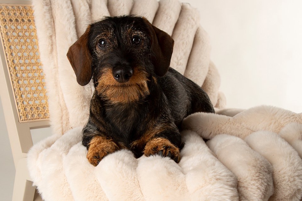 Gifts for pets. Treat your furry friend to something special — they deserve it.