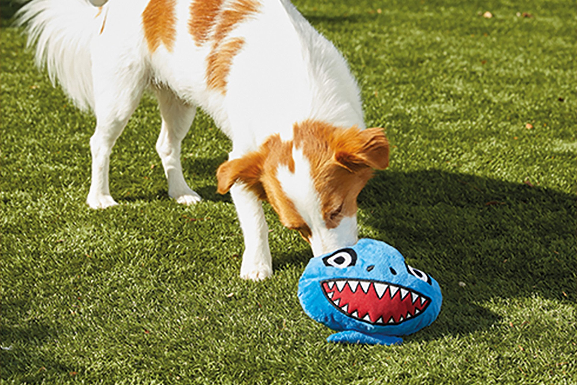 A dog playing with a shark dog toy.