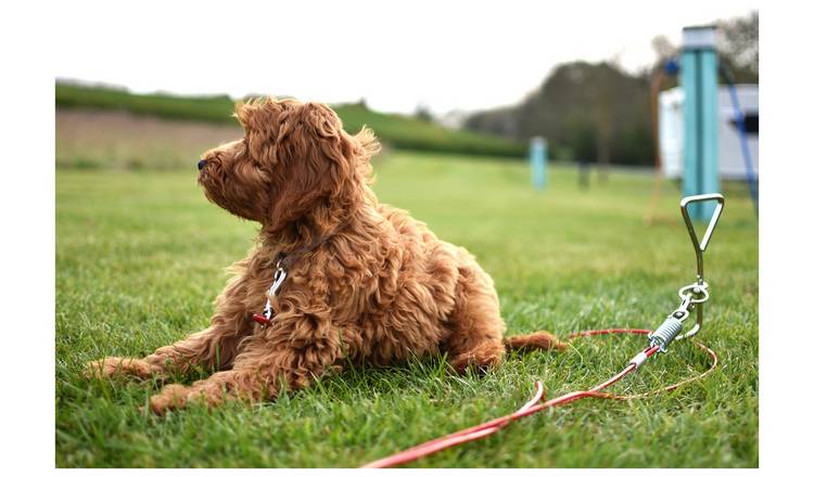 Argos extendable shop dog lead