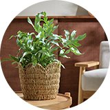 A Habitat natural Large Scallop Rattan Planter.