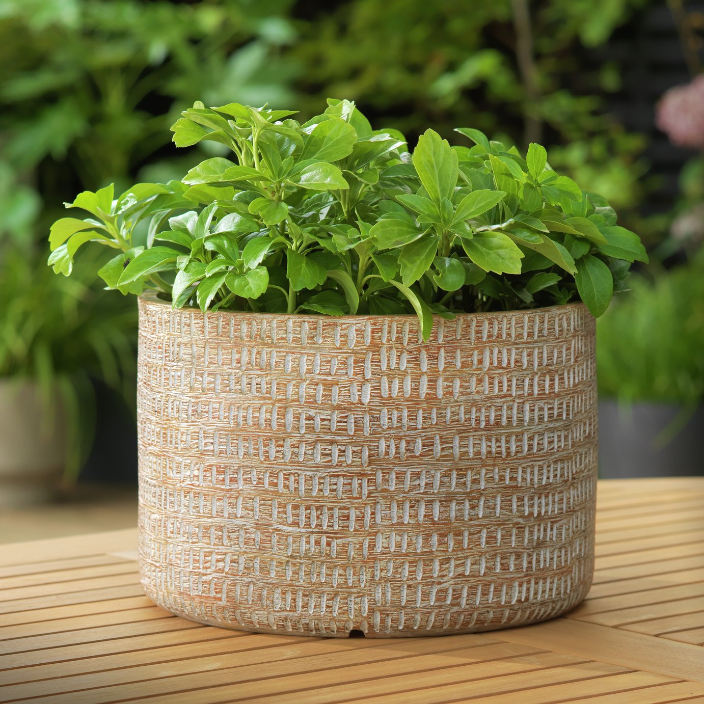 Argos Home Giant Wooden Dotty Plant Pot Review