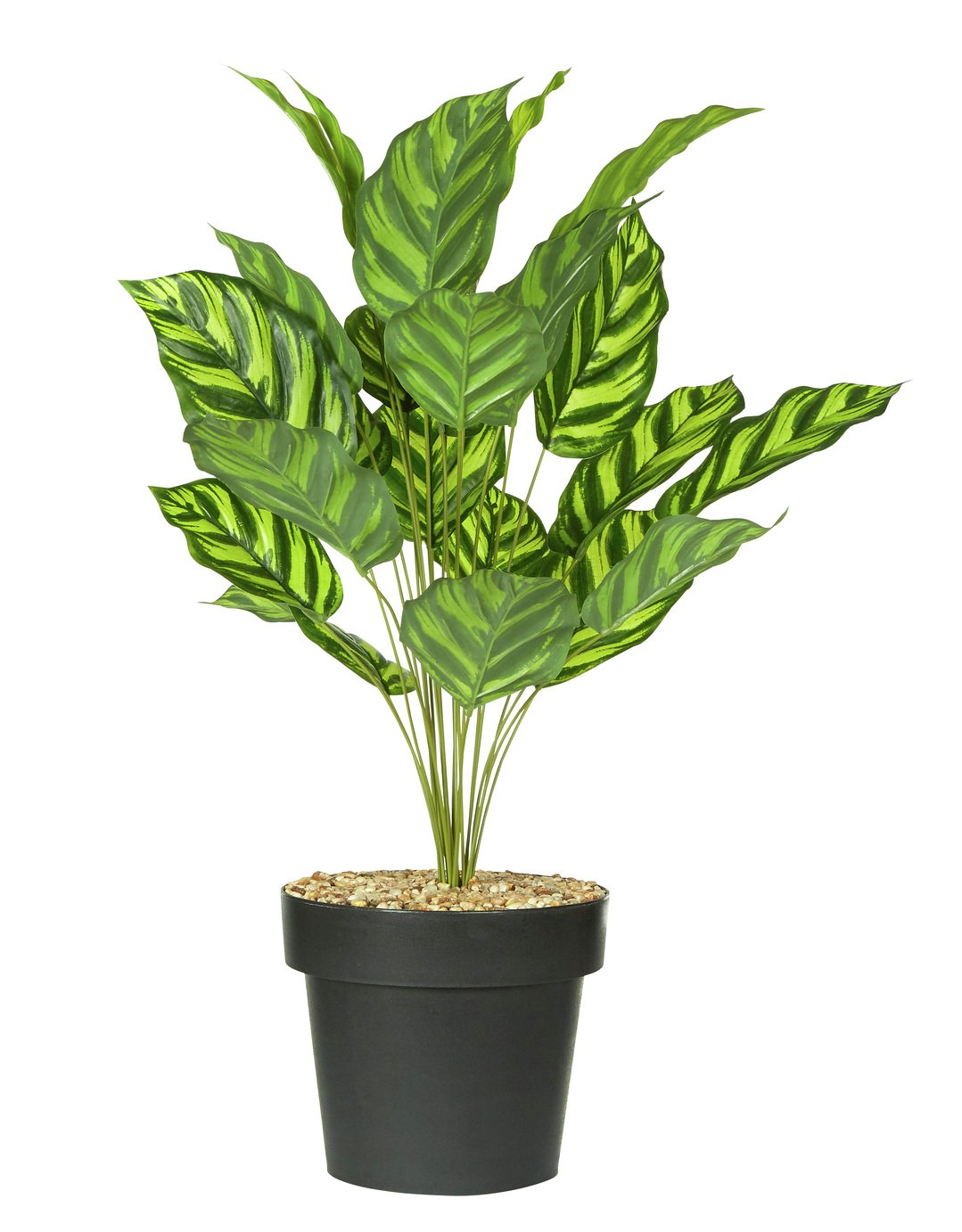 Argos Home Faux Calathea In A Pot Review