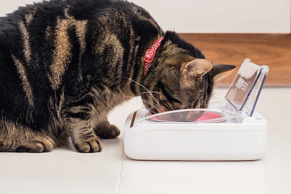 House cat eating from digital feeder.