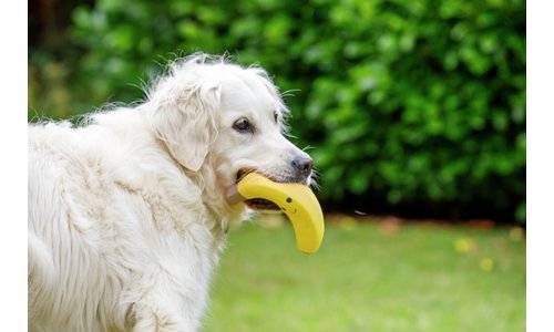 Petface Vegetable Pets 5 A Day Dog Toys