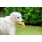 Petface Vegetable Pets 5 A Day Dog Toys