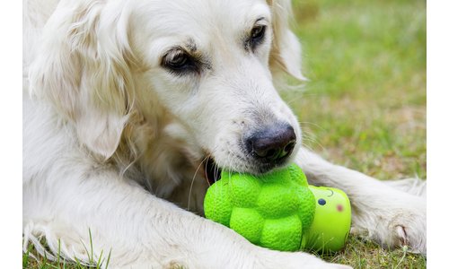 Petface Vegetable Pets 5 A Day Dog Toys