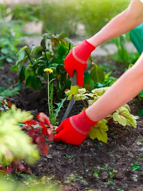 Weeding tools & tips. Learn which tools are best for keeping those pesky weeds away from your garden.