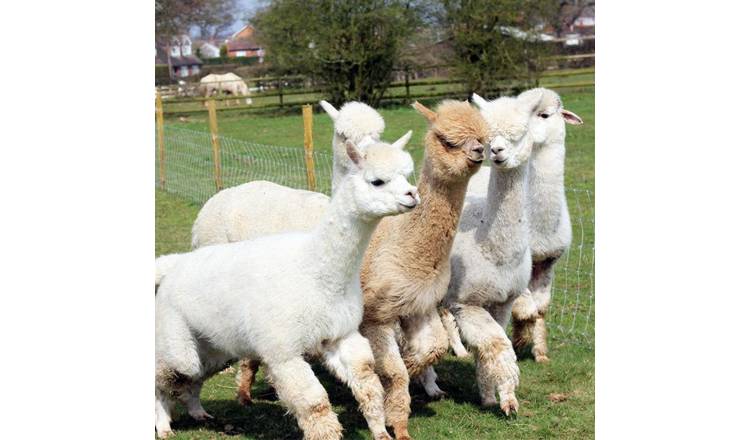 Red Letter Days Lucky Tails Alpaca Farm Gift Experience