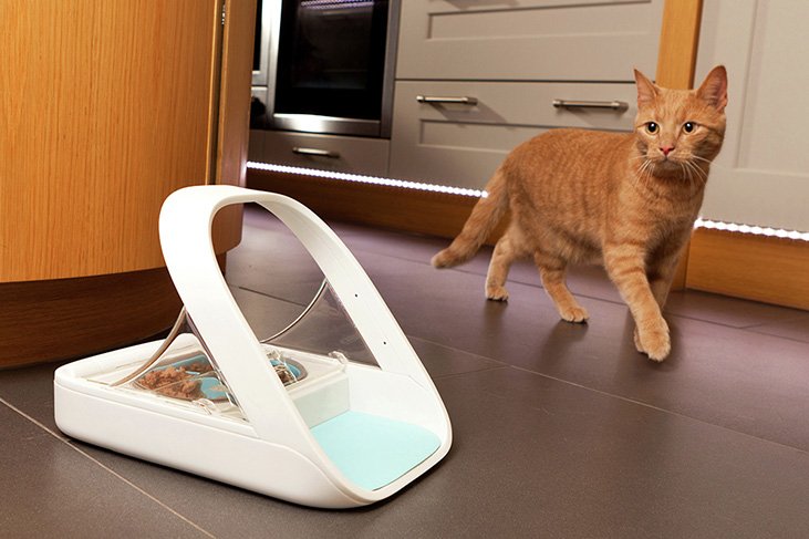 cat post argos