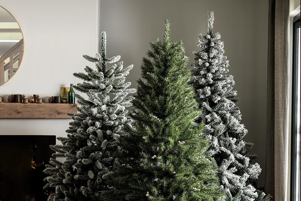A selection of three un-decorated Christmas trees.