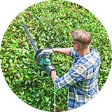 Man trimming garden bush.