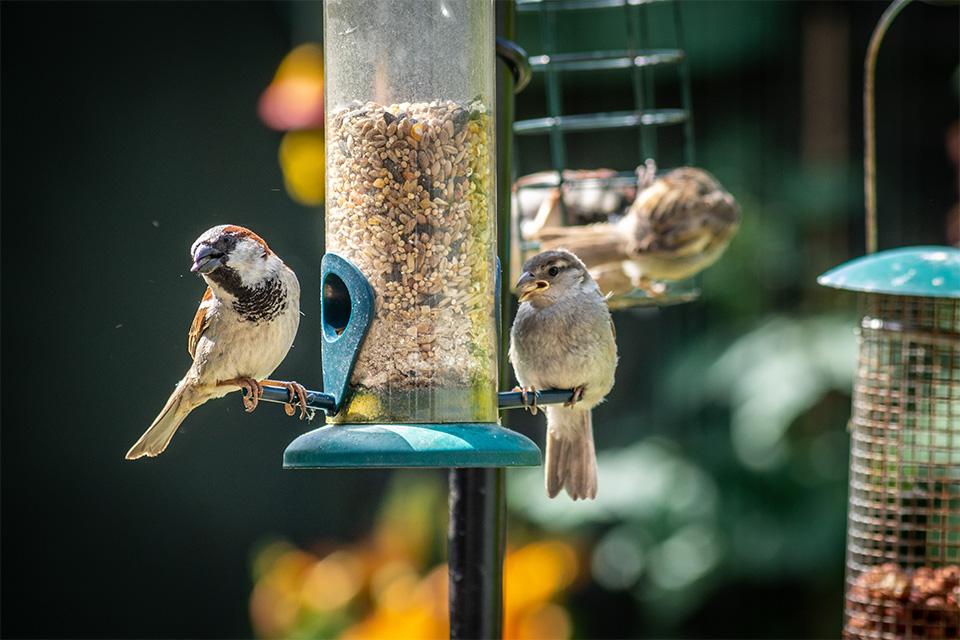  House sparrows eating at bird feeder in garden.