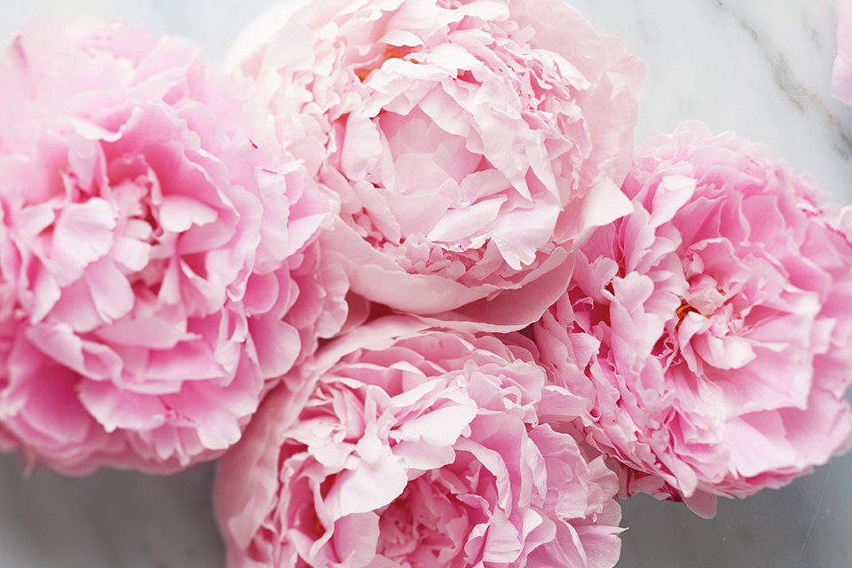 A flat lay of pink flowers.