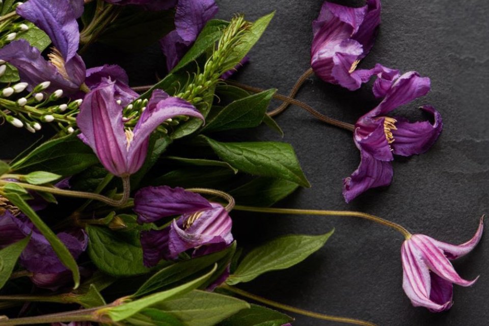 A flat lay of purple flowers against a black background.