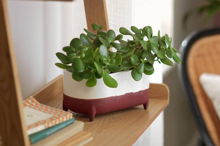 Image of a plant on top of wooden shelf.
