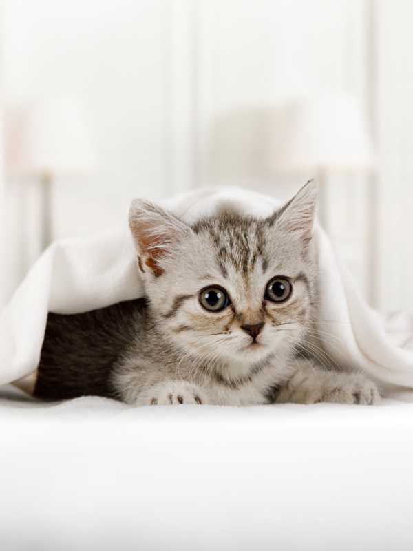 Kitten Checklist Argos