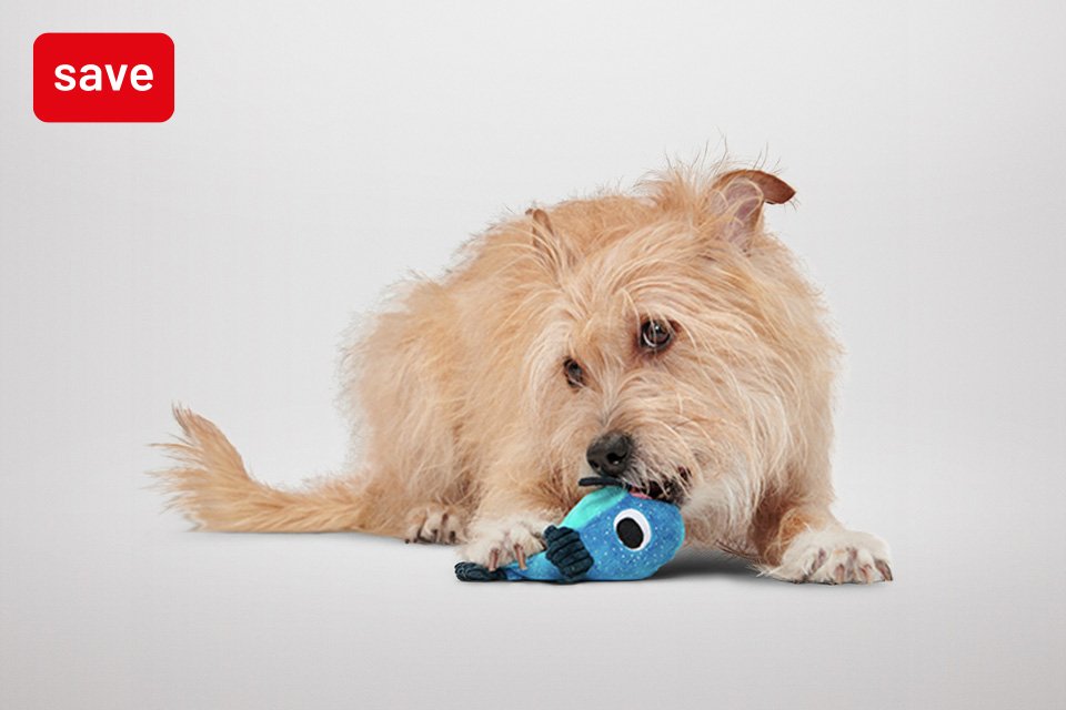 2 for £15 on dog toys. Playtime just got better.