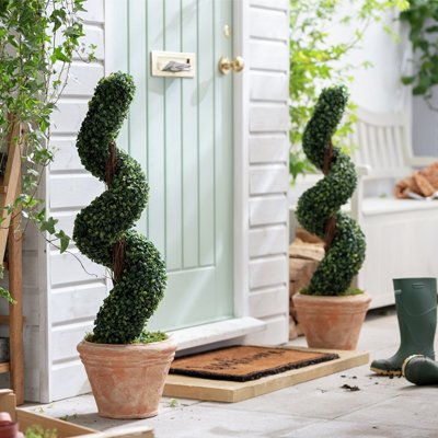 Trees either side of front door in pots cut in spiral shape.