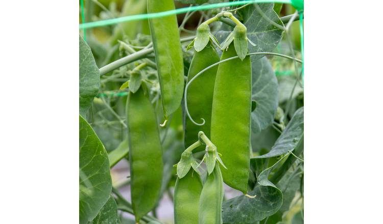 Marshalls Garden Mangetout Pea Seeds 'Delikata' Rhs Agm - 200 Seeds