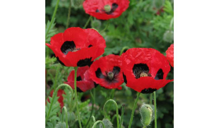 Marshalls Garden Poppy Seeds 'Ladybird' - 500 Seeds