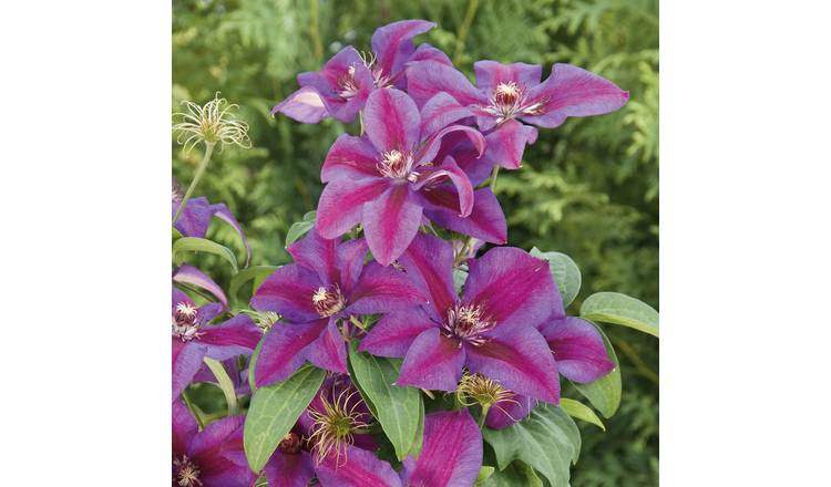 Marshalls Garden Clematis 'Mrs Thompson' -  3 x 9cm Plants