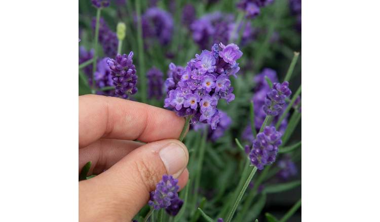 Marshalls Garden Lavender 'Hidcote' - 3 x 9cm Plants