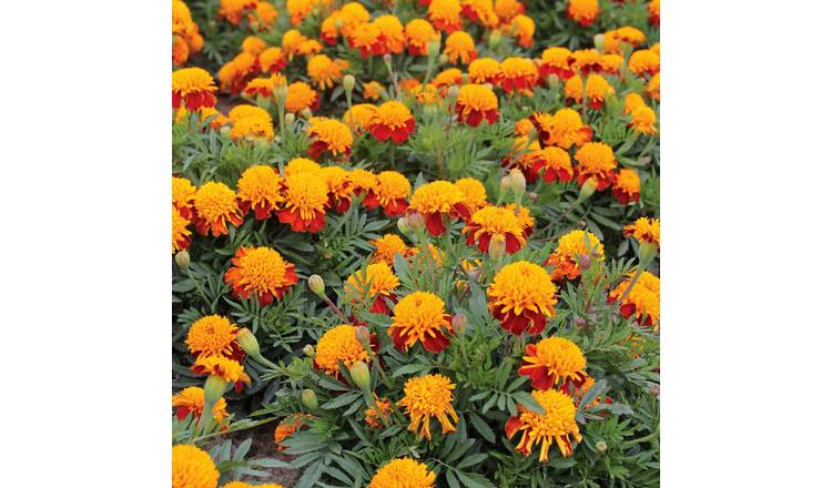 Marshalls Garden French Marigold Seeds 'Tiger Eyes' - 250 Seeds