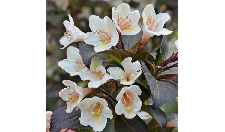 Marshalls Garden Weigela 'Ebony And Ivory' (Velda) - 9cm Plant