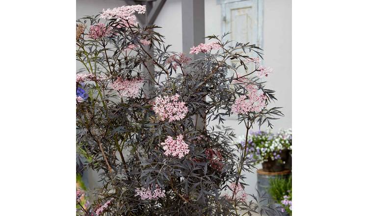 Marshalls Garden Sambucus Nigra 'Black Lace' - 3 x 9cm Plants