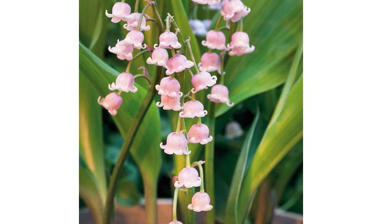 Marshalls Garden Convallaria Majalis Rosea - 9cm Plant