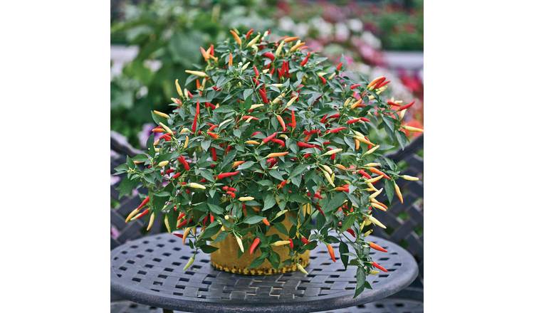 Marshalls Garden Chilli Pepper Seeds 'Basket Of Fire' - 6 Seeds