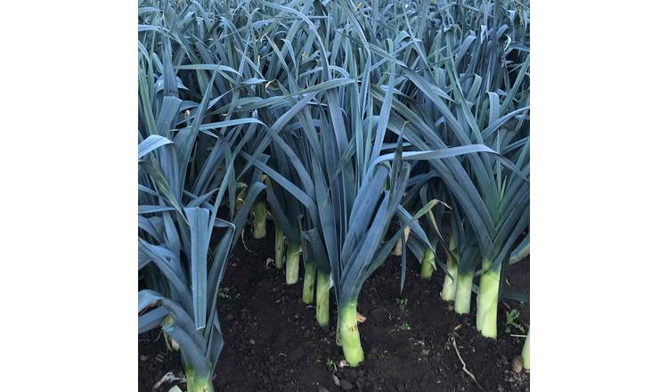 Marshalls Garden Leek Seeds 'Stromboli' - 40 Seeds