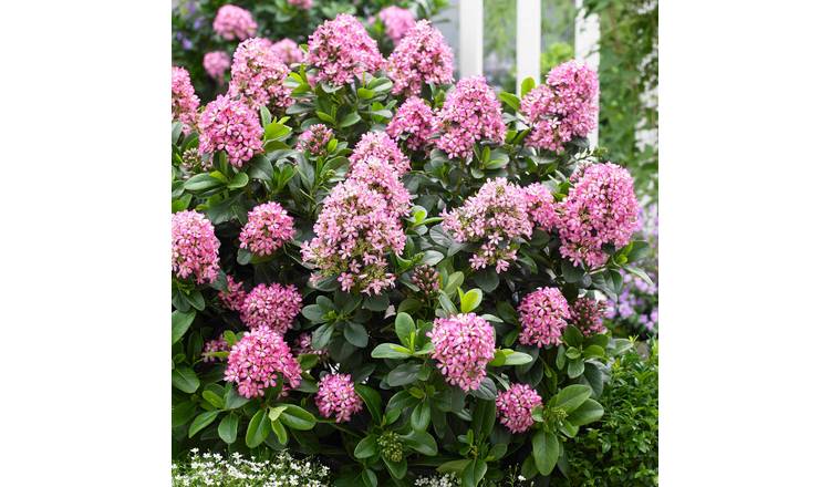 Marshalls Garden Escallonia Leavis 'Pink Elle' - 9cm Plant