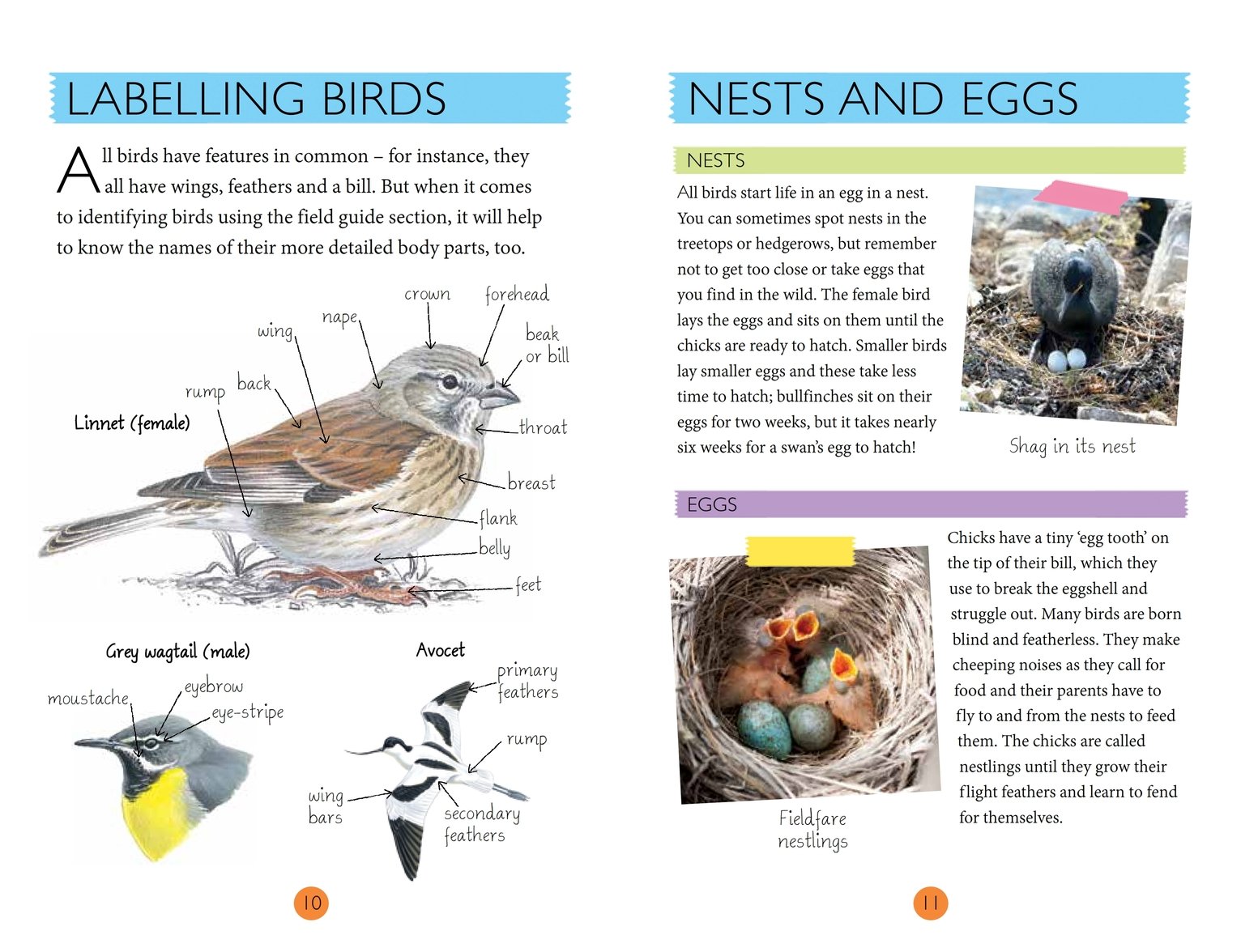 National Trust Bird Spotter's Kit Book & Activity Set Review