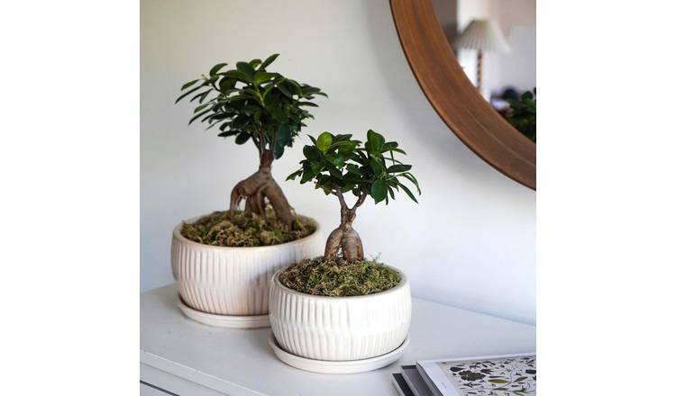 Ivyline Round Bonsai Planter Set of 2 - White