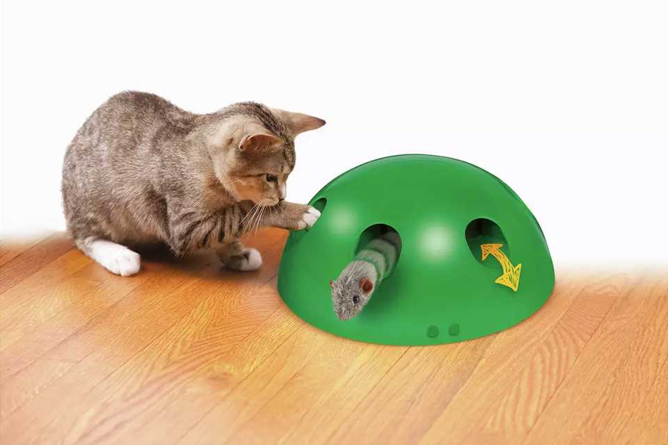 Cat accessories shop near me hot sale