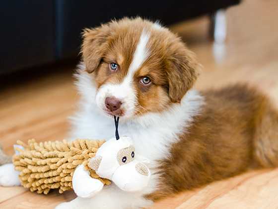 Dog Dog Accessories Puppy Supplies Argos