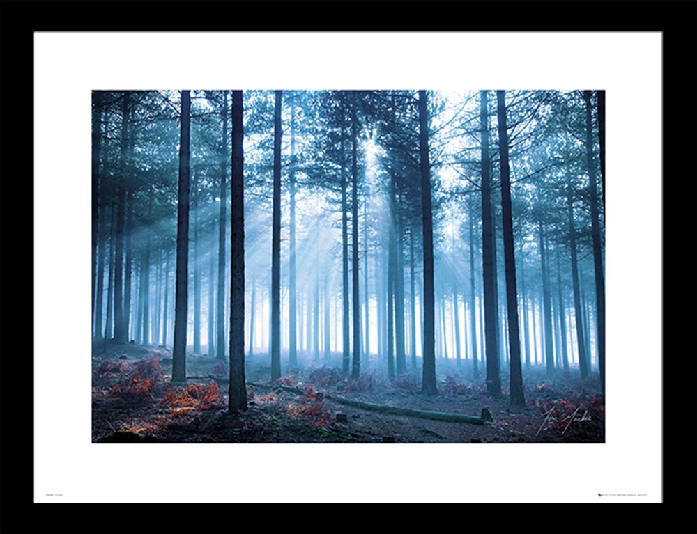 GB Eye Tom Mackie Forest Framed Print review