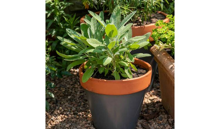 Marshalls Garden Sage (Salvia Officinalis) - 3 x 9cm Plants