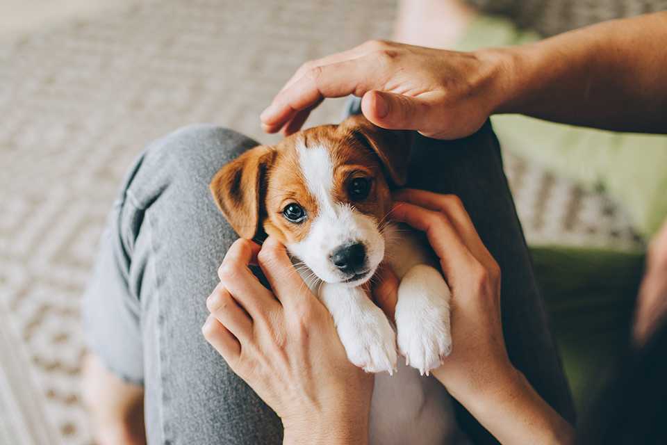 Dog accessories argos best sale