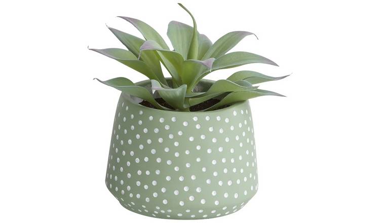 Habitat Succulents with Dotted Pot - Green