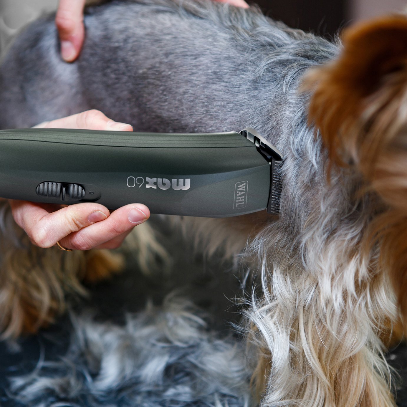  Watson　ma d'dog Buy Wahl Max 60 Brushless DC Rotary Motor Dog Clipper Kit | Dog